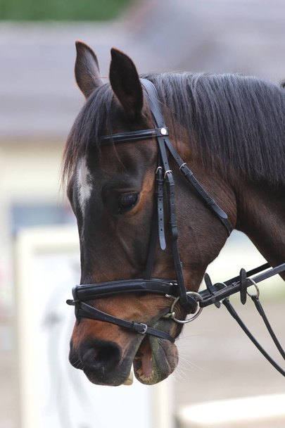 Retrato de belo show jumper cavalo em movimento na pista de corrida
 - Foto, Imagem