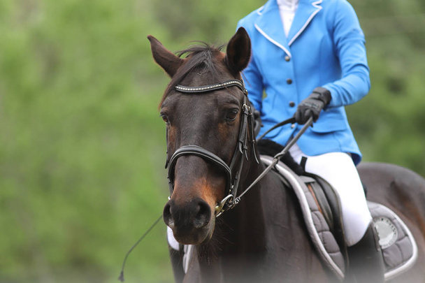 Πορτρέτο του πανέμορφου άλογο Τζάμπερ σε κίνηση στην πίστα αγώνων - Φωτογραφία, εικόνα