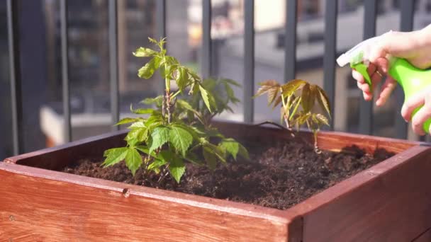 jardinería y horticultura. cultivar uvas de niña en una caja en una terraza de la ciudad
. - Metraje, vídeo