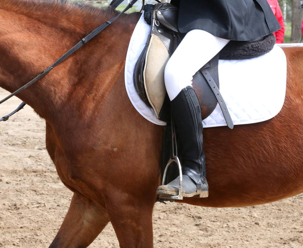 Retrato de hermoso caballo saltador espectáculo en movimiento en pista de carreras
 - Foto, imagen