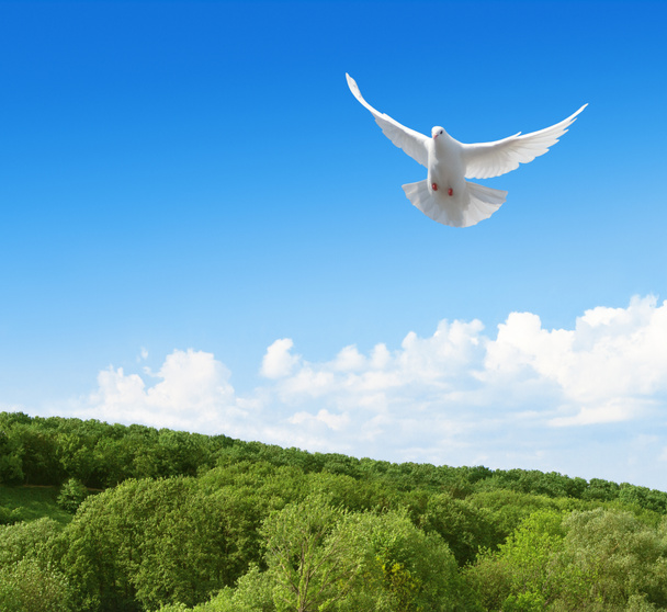 Белый голубь в небе над лесом
 - Фото, изображение