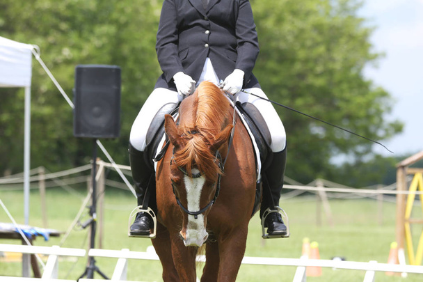 Retrato de hermoso caballo saltador espectáculo en movimiento en pista de carreras
 - Foto, Imagen
