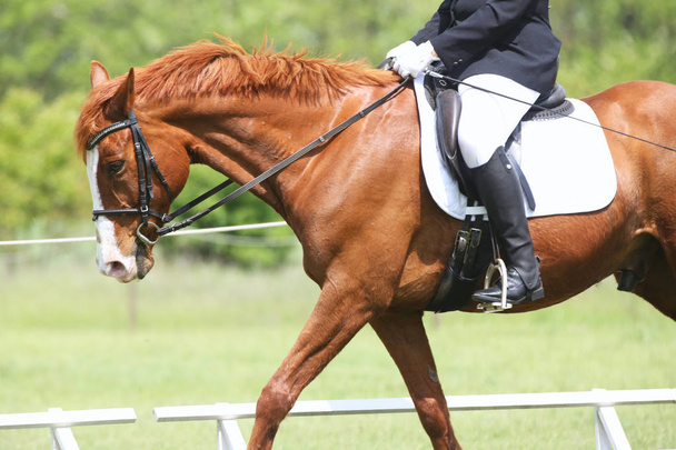 Retrato de hermoso caballo saltador espectáculo en movimiento en pista de carreras
 - Foto, imagen