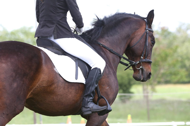 Portret pięknego pokazu skoczka konia w ruchu na torze wyścigowym - Zdjęcie, obraz