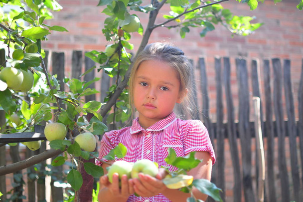 Chica con Apple en el Apple Orchard. Niño sostiene en las manos manzanas orgánicas en el huerto. Concepto de Cosecha.Verano en el pueblo. portpait
 - Foto, imagen