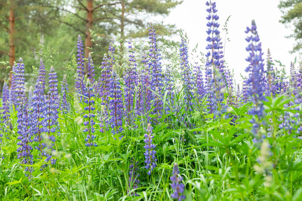 Flores de flor de tremoço azul no prado
. - Foto, Imagem