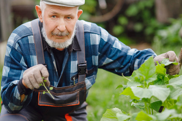 Çiftçi adam salatalık yama kontrol eder ve toprak, tel çeker. Eko çiftlik konsepti - Fotoğraf, Görsel