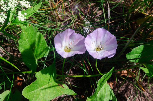 庭のビンディードの白い紫色の花. - 写真・画像