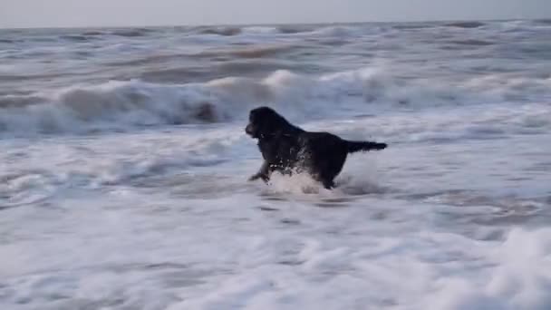 schwarzer Hund, rennt durch Wellen und schäumt im Meer um Stock und gibt es seinem Besitzer zurück - Filmmaterial, Video