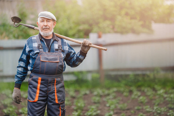 高齢者の男性は、ジャガイモ畑にチョッパーホーで地球を再生します。コンセプトエコファーム、農業 - 写真・画像