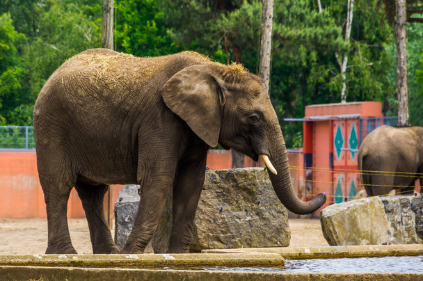 Primo piano di un bellissimo elefante africano allo zoo, Specie animale vulnerabile dall'Africa
 - Foto, immagini