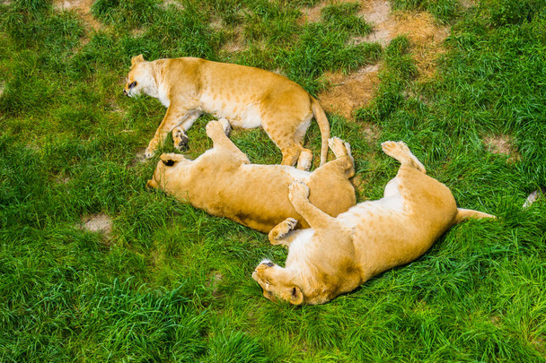 gruppo di leoni femmine che dormono vicini nell'erba, comportamento dei leoni sociali, specie animale vulnerabile dall'Africa
 - Foto, immagini