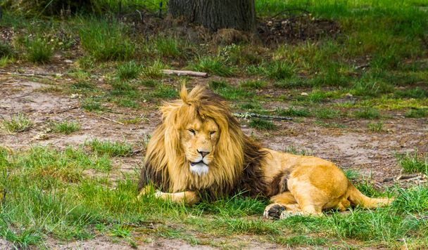 Vértes-ból egy hím oroszlán fektetés a földön, nagy vadon macska-ból Afrika, sebezhető állat Specie - Fotó, kép