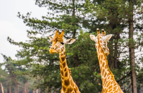 coppia di teste di giraffa nubiana, sottospecie della giraffa settentrionale, specie animale africana a rischio critico
 - Foto, immagini