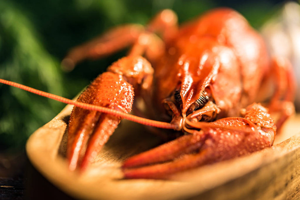 Boiled crayfish on rustic wooden background close - Foto, Imagen