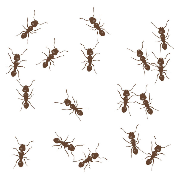 Ant caótica ilustración vector patrón. Pequeñas hormigas marrones sobre fondo blanco
 - Vector, imagen