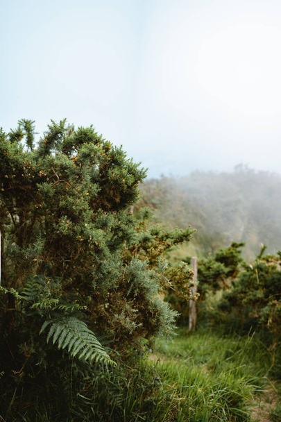 Helecho verde en la cima de una montaña brumosa
 - Foto, Imagen