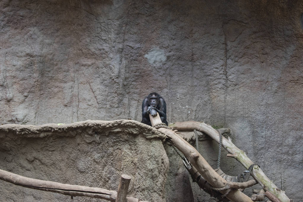 Chimpancés pigmeos jugando
. - Foto, Imagen