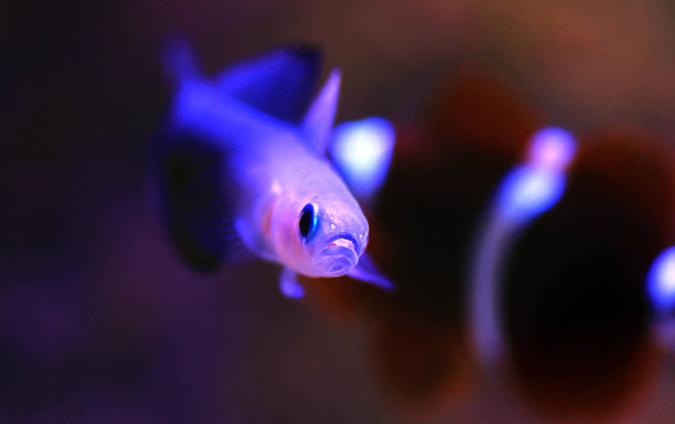 Scissortail Dartfish - (Ptereleotris evides)  - Photo, Image