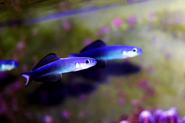 Scissortail Dartfish-(Ptereleotris evides)  - Foto, afbeelding