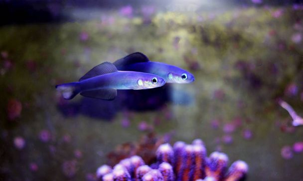 Scissortail Dartfish-(Ptereleotris evides)  - Fotó, kép