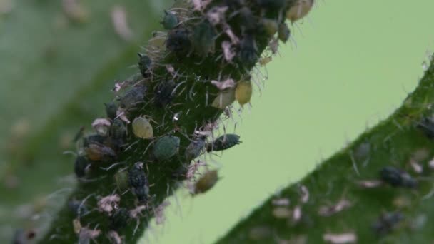 Blattläuse am Ast der Pflanze - Filmmaterial, Video