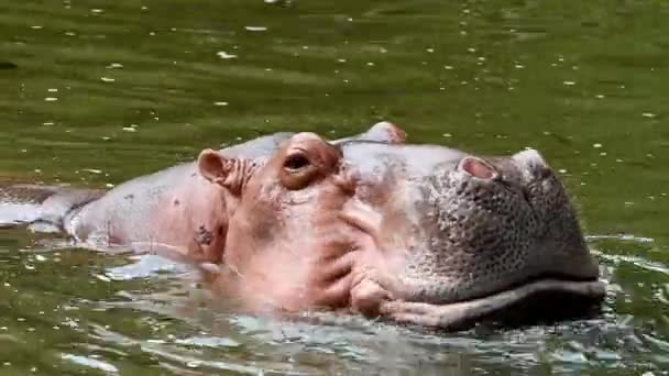 Hipopótamo abrir boca grande para esperar un poco de comida
 - Metraje, vídeo