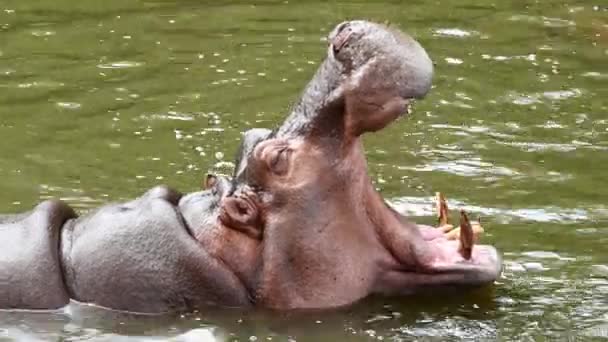 Hipopotama otwarte duże usta do czekania na jedzenie - Materiał filmowy, wideo