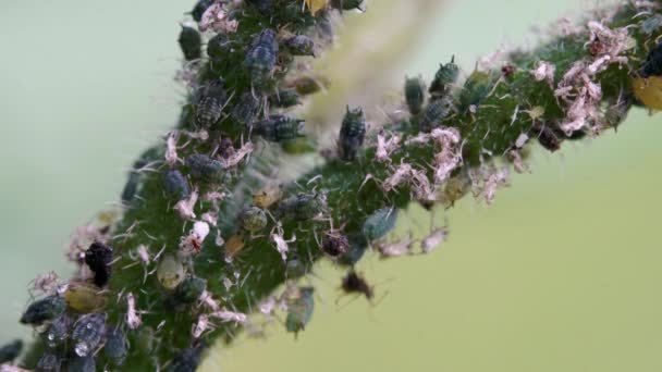 Aphids on the branch of plant - Záběry, video