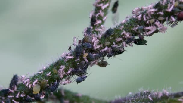 Aphids on the branch of plant - Imágenes, Vídeo