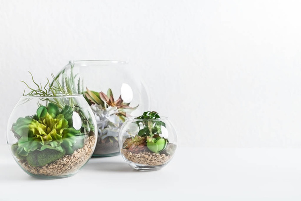 Home indoor green plants concept, copy space - Foto, afbeelding