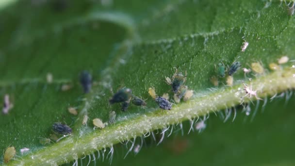Mszyce na liściach roślin - Materiał filmowy, wideo