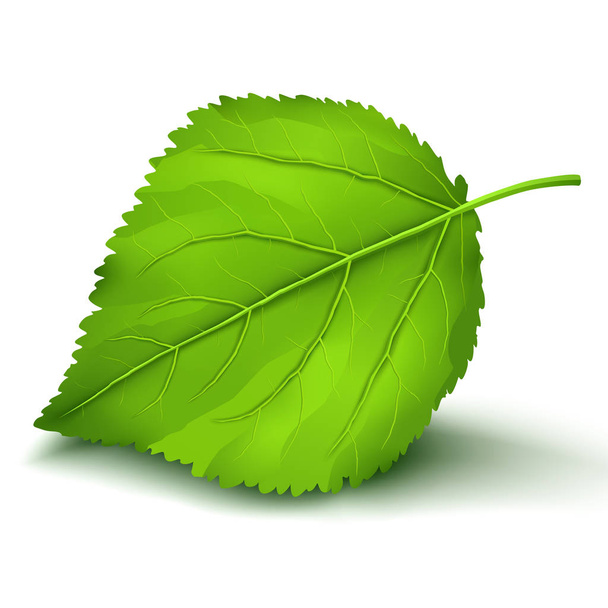 свежий зеленый лист на белом фоне - Вектор,изображение