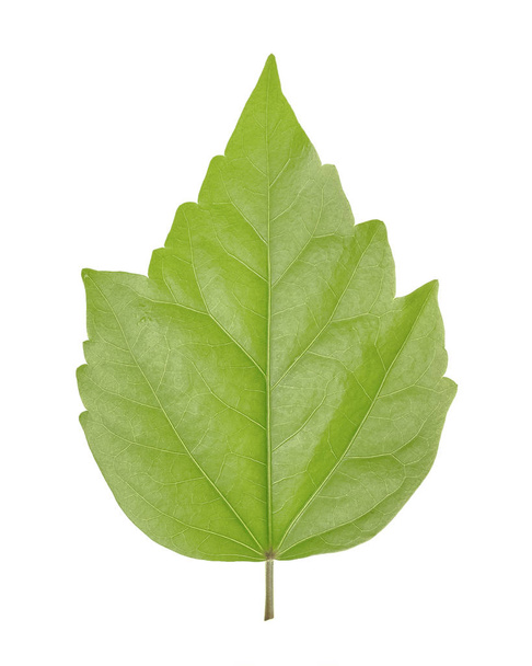 La feuille verte d'Hibiscus est un genre de plantes de la famille des Malvaceae.
 - Photo, image