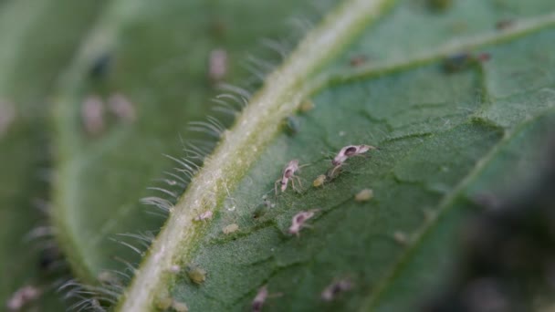 Blattläuse auf dem Blatt der Pflanze - Filmmaterial, Video
