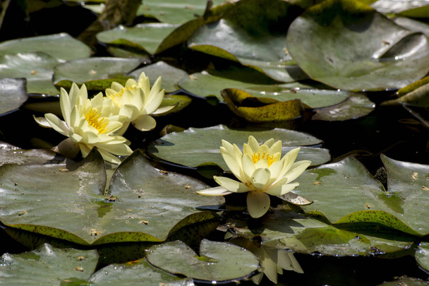 Żółta lilia wodna (Nuphar ciałka) - Zdjęcie, obraz