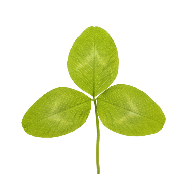 Folha verde de trevo ou trevo são nomes comuns para plantas do gênero Trifolium, três e folha de fólio consistindo da leguminosa ou ervilha família Fabaceae isolado sobre fundo branco
 - Foto, Imagem