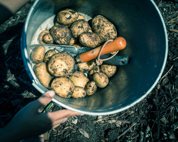 Immagine filtrata mucchio di patate intere crude in secchio di metallo vicino giardino letto rialzato
 - Foto, immagini