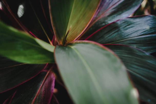 Blur closed up green leaf background. - Foto, Imagen