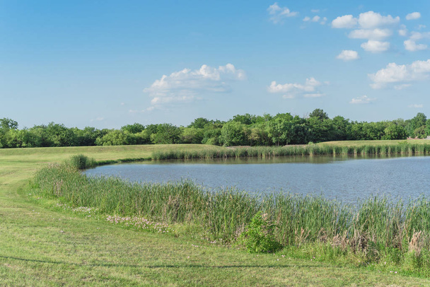 Hillside tó Park nád-és vadvirágok virágzó közelében Dallas, Texas - Fotó, kép