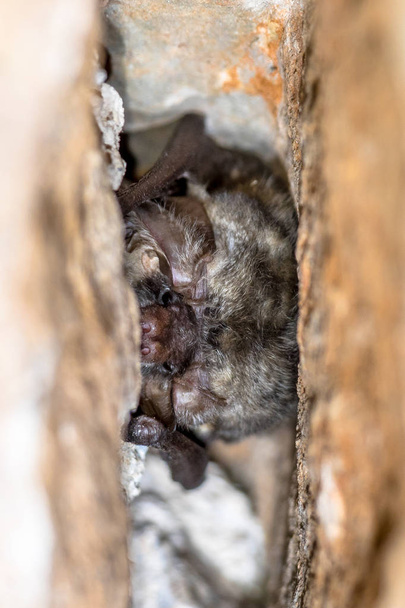 Grey long eared bat roosting - Photo, Image