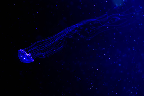 Close-up Jellyfish, Medusa in fish tank with neon light. Jellyfi - 写真・画像