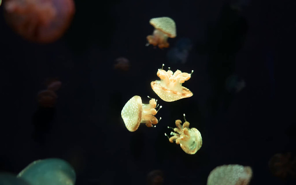 Закри медузи, Medusa в садок для риби з неонові світла. Медузами го - Фото, зображення