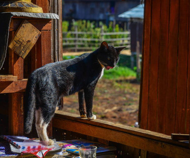 Kissa maalaistalossa
  - Valokuva, kuva
