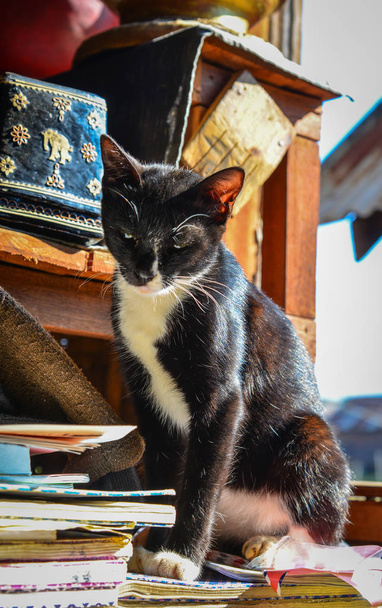 Kissa maalaistalossa
  - Valokuva, kuva