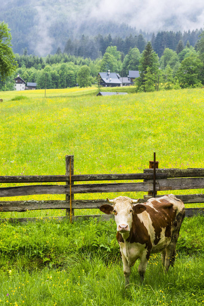 Kravské pastviny ve venkovských oblastech Rakouska - Fotografie, Obrázek