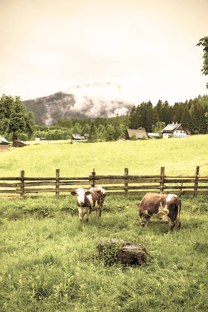 A vidéki Ausztriában legelésző tehenek - Fotó, kép