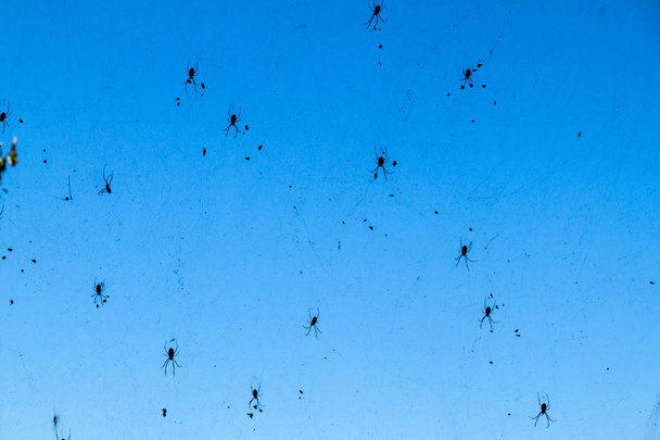 Giant spider web with many spiders in Myanmar - Fotografie, Obrázek