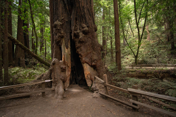 Üreges Redwood Tree - Fotó, kép