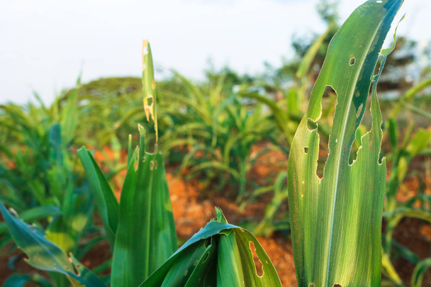 Liść kukurydzy z otworami, spożywane przez szkodniki w gospodarstwie. - Zdjęcie, obraz